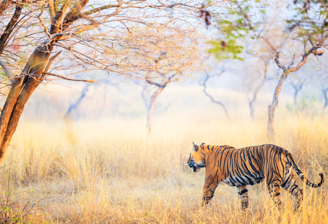 The Dampa Tiger Reserve is considered the oldest wildlife reserve in the entire state of Mizoram