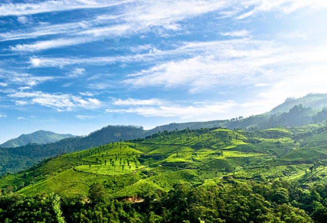 The weather in Munnar during the peak season is cold and windy The weather in Munnar during the peak season is cold and windy