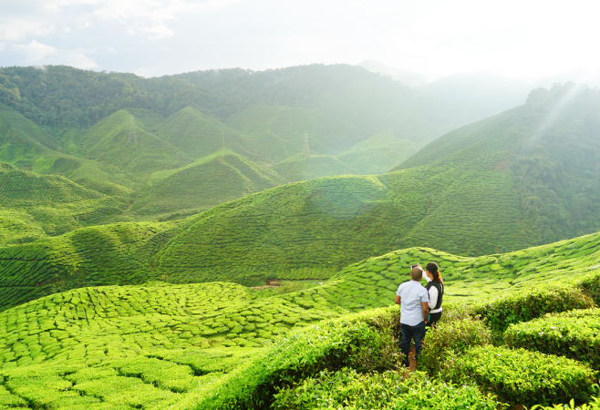 Munnar's tea gardens are overwhelmingly praised for their stunning natural beauty, offering vast, rolling green landscapes that create a serene and picturesque escape Munnar's tea gardens are overwhelmingly praised for their stunning natural beauty, offering vast, rolling green landscapes that create a serene and picturesque escape