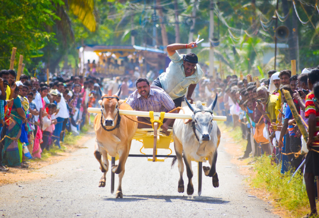 Dive into the vivid hues, rich traditions, heartwarming rituals, and delectable feasts that mark the 4-day harvest festival of Pongal in Tamil Nadu.