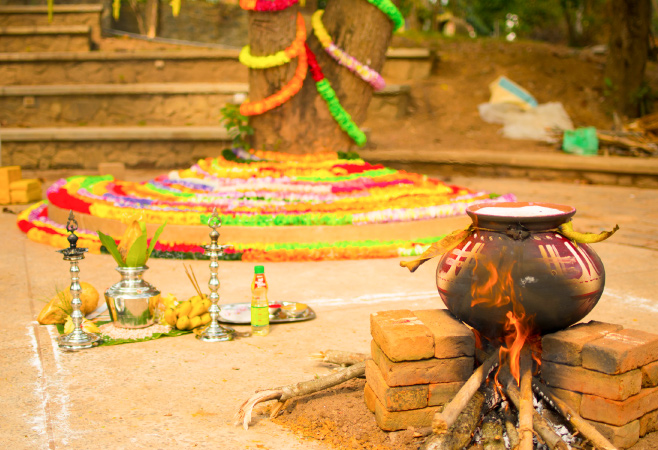 This celebration holds deep meaning as we honor these sacred animals, vital to farming