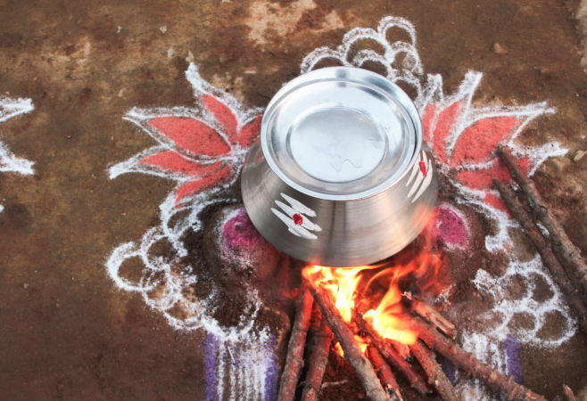People cook sweet Pongal with freshly harvested rice and milk