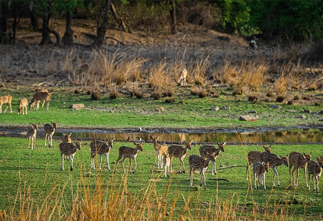 Knowing the best time to visit Ranthambore is crucial for maximising your safari experience