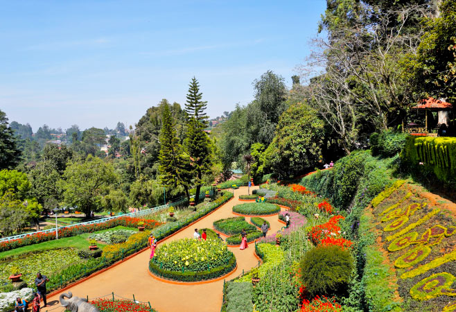 The Ooty Government Botanical Garden has a lot to offer for Nature lovers with its 600 varieties of plant species cultivated and exhibited here.
