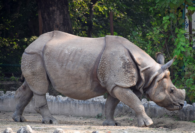 Kanpur Zoological Park, Kanpur, is one of the oldest Zoological parks of India