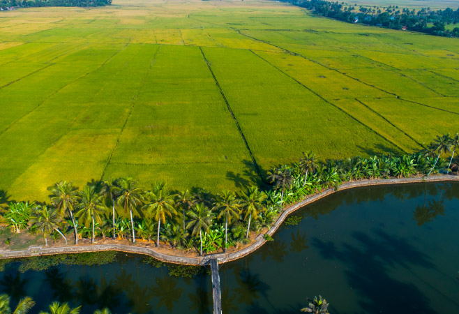 Kuttanad is a backwater paradise and an ideal destination for a backwater cruise in Kerala