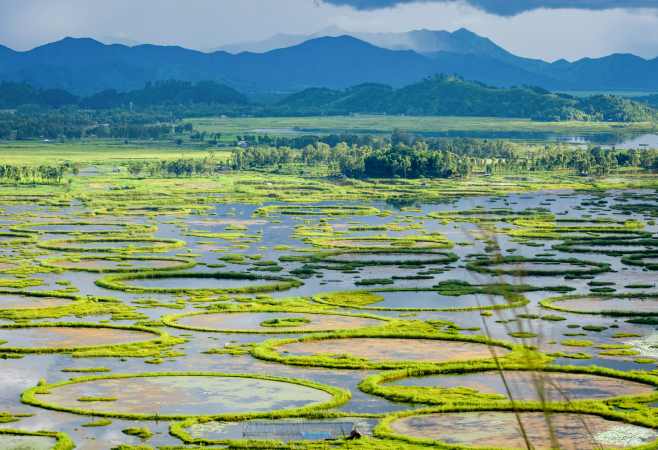 Loktak Lake is celebrated for its extraordinary phumdis, naturally formed floating islands made up of vegetation, soil, and organic matter.
