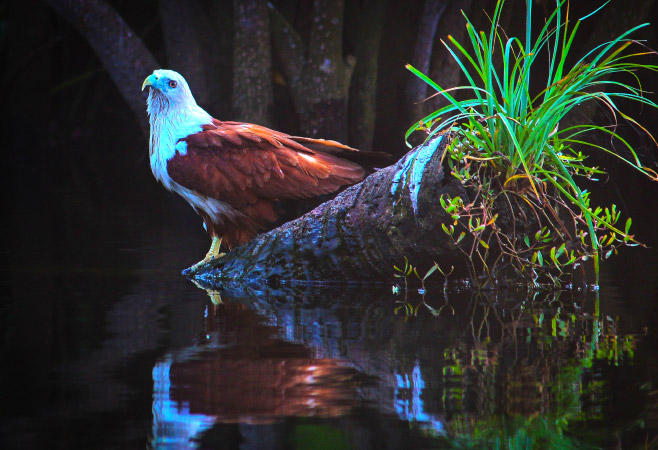 Mangalavanam Bird Sanctuary is a paradise for birdwatchers, offering opportunities to spot a wide array of avian species.