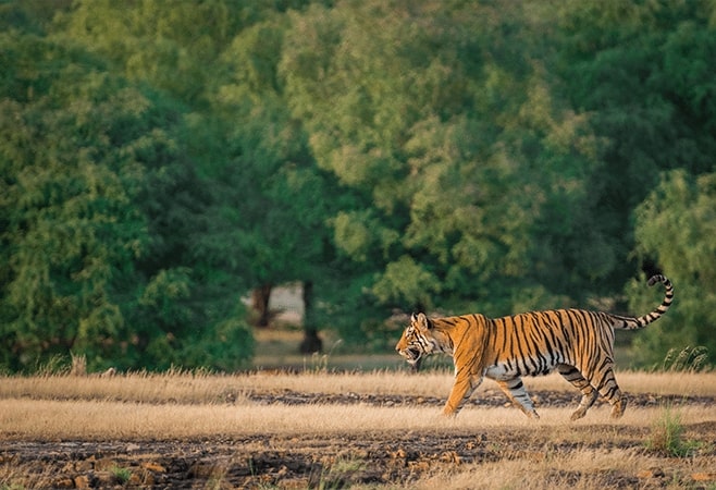 If you've ever dreamt of spotting a tiger up close and personal, Ranthambore National Park is the perfect destination for you