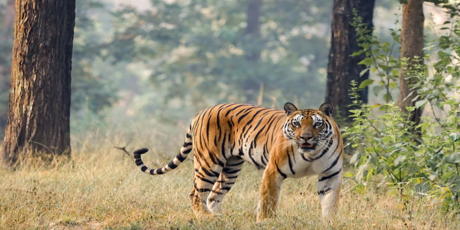The Ranthambore National Park Travel Guide to a Tiger Safari