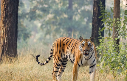 The Ultimate Ranthambore National Park Travel Guide to a Tiger Safari Adventure